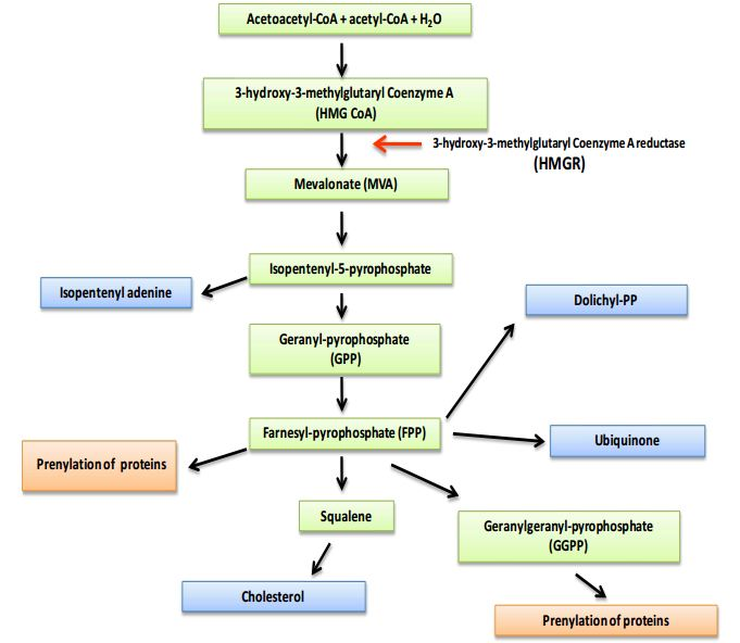 Cholesterol Homeostasis Imbalance and Brain Functioning: Neurological ...